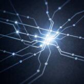 Creatina e cervello: non solo muscoli